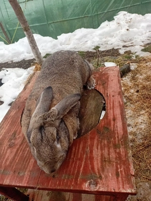 vind iepuroaica de comun  - imagine 2