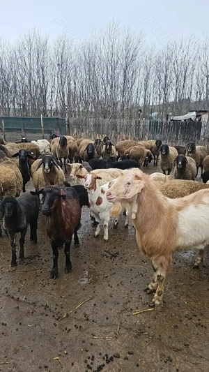 De vânzare oi tinere  rasa Carabașă de Teleorman - imagine 3