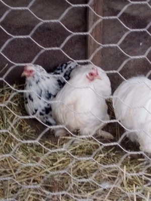 vand cochin pitic - imagine 2