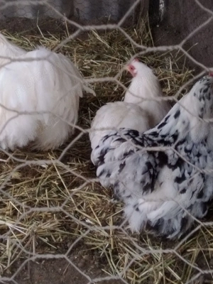 vand cochin pitic - imagine 4