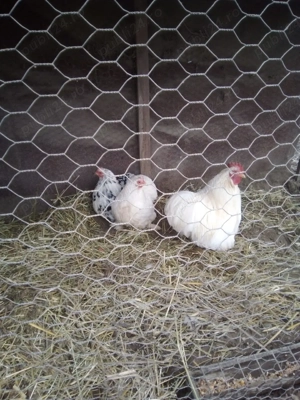 vand cochin pitic - imagine 5