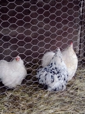 vand cochin pitic - imagine 3