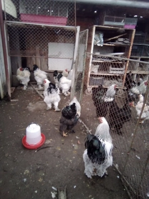 vând gaini brahma  - imagine 2