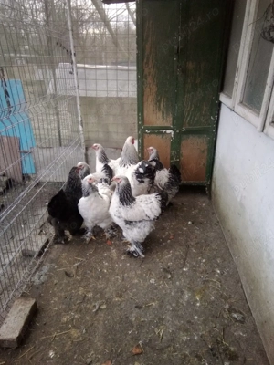 vând gaini brahma  - imagine 3