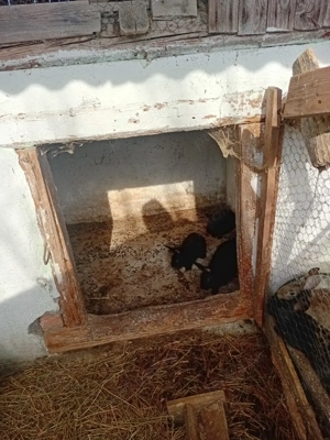 vind iepurasi  - imagine 3