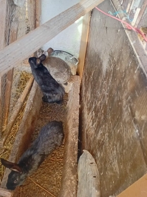 vind iepurasi  - imagine 2