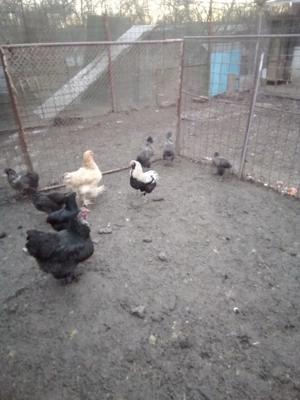 vând gaini araucana - imagine 2