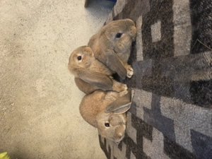 Iepuri berbec german  - imagine 3