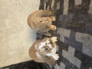 Iepuri berbec german  - imagine 2