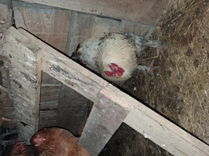 Vand 3 cocosi brahma  - imagine 3