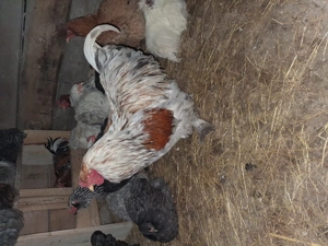 Vand 3 cocosi brahma  - imagine 2