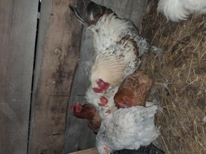 Vand 3 cocosi brahma  - imagine 4