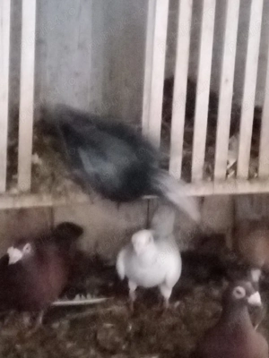 vând porumbei mai multe rase - imagine 2