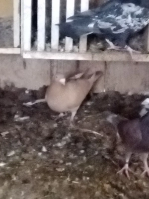 vând porumbei mai multe rase - imagine 4