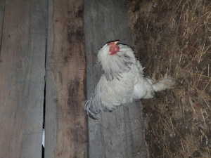 Vand 3 cocosi brahma 