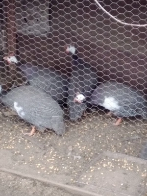 vând bibilici colorate - imagine 2