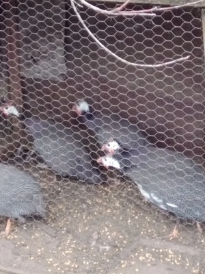 vând bibilici colorate - imagine 3