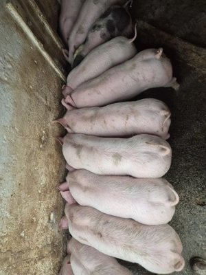 Vând grasuni 25-30 kg