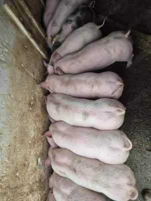 Vând grasuni 25-30 kg - imagine 4