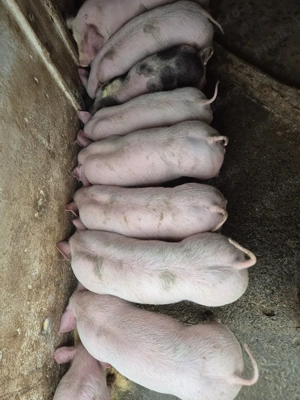 Vând grasuni 25-30 kg - imagine 2