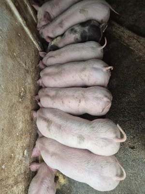 Vând grasuni 25-30 kg - imagine 5