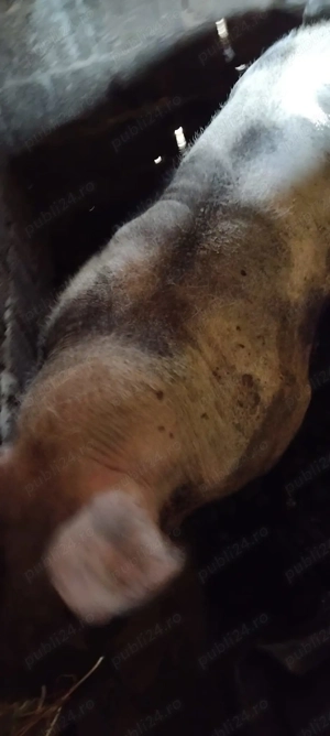 De vanzare - imagine 5