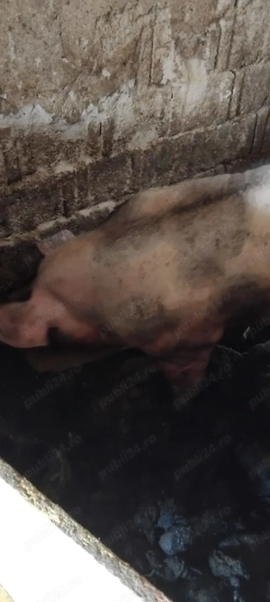 De vanzare - imagine 2