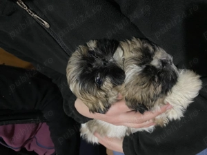 Vând 2 femele Shihtzu.                                          - imagine 2