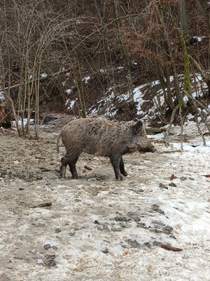 Scroafa de vânzare  - imagine 2