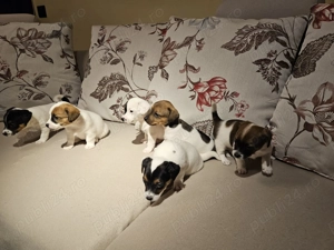 Catei Jack Russell - imagine 2