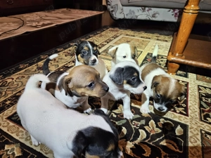 Catei Jack Russell - imagine 3