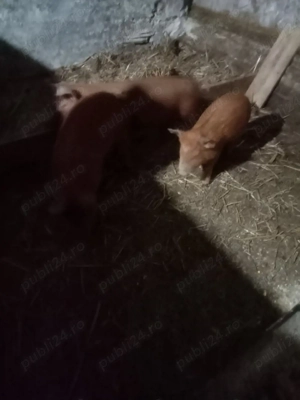 trei purcele metis duroc vând sau sc cu cereale  - imagine 4