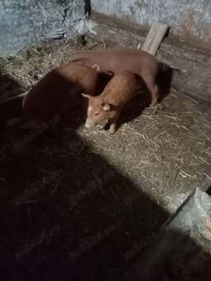 trei purcele metis duroc vând sau sc cu cereale  - imagine 2