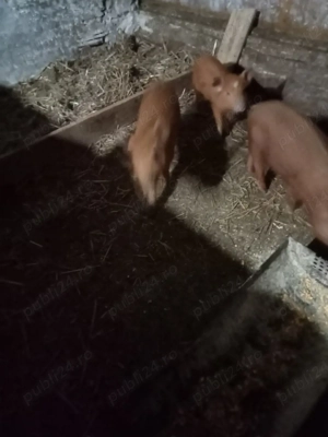 trei purcele metis duroc vând sau sc cu cereale sau o purcea bună de montă 