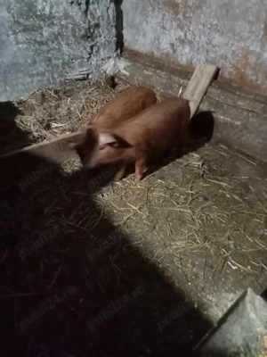 trei purcele metis duroc vând sau sc cu cereale  - imagine 5