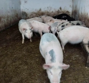 vand purcei de 10 saptamani 22 buc 18 mascur castrați si 5 fete 