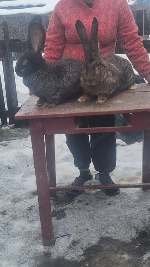 Vând pereche iepuri uriaș gri fier  - imagine 2