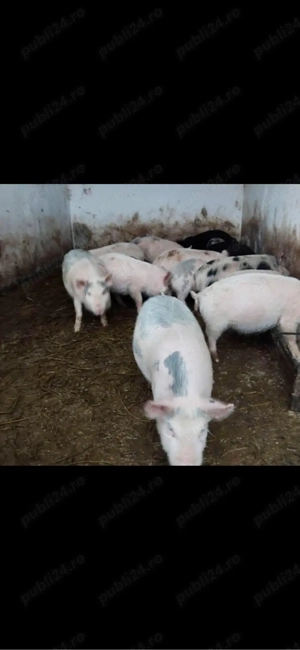 vand purcei de 10 saptamani 22 buc 18 mascur castrați si 5 fete  - imagine 2