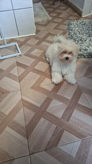Bichon maltez baiat - imagine 3