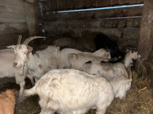 capre gestante si noatine 