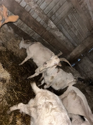 capre gestante si noatine  - imagine 5