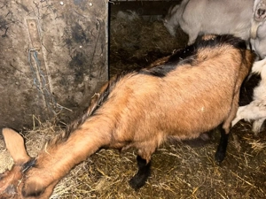 capre gestante si noatine  - imagine 2