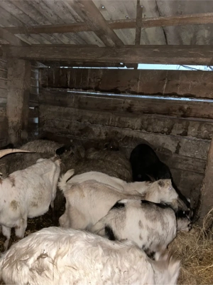 capre gestante si noatine  - imagine 4