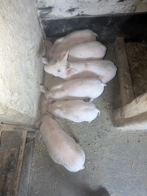 Purcei la 7 săptămâni - imagine 2