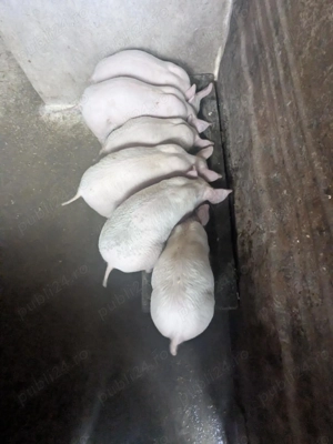 Purcei la 7 săptămâni - imagine 3