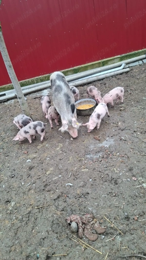 vând purcei  6 săptămâni  disponibil 5 scrofițe
