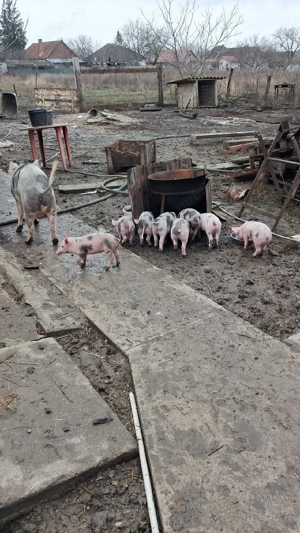 vând purcei  6 săptămâni  disponibil 5 scrofițe - imagine 2