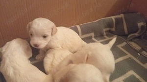 Bichon maltez vanzare 