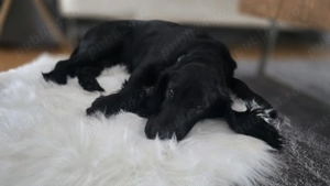 Pui coker spaniol  - imagine 3