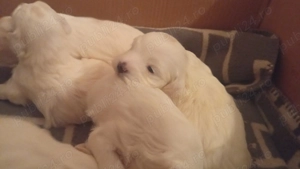 Bichon maltez vanzare  - imagine 4